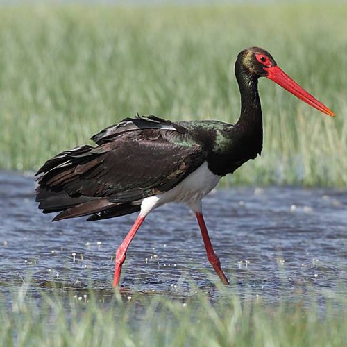 Black Stork