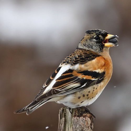 Brambling