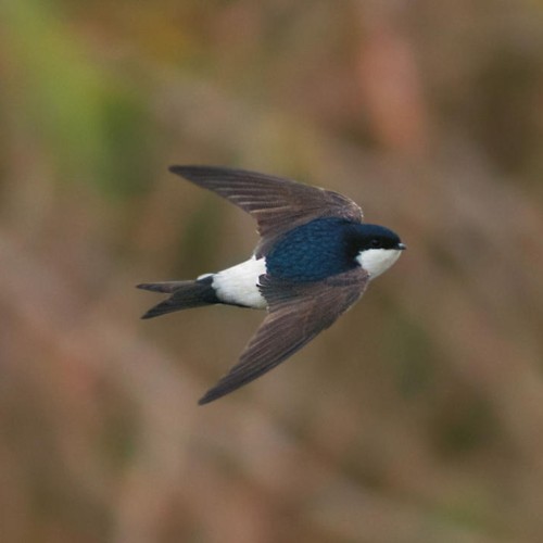 Common House-Martin