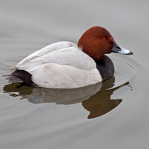 Common Pochard