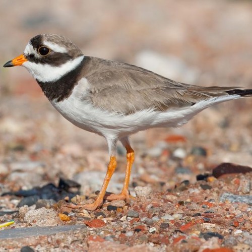 Common Ringed Plover
