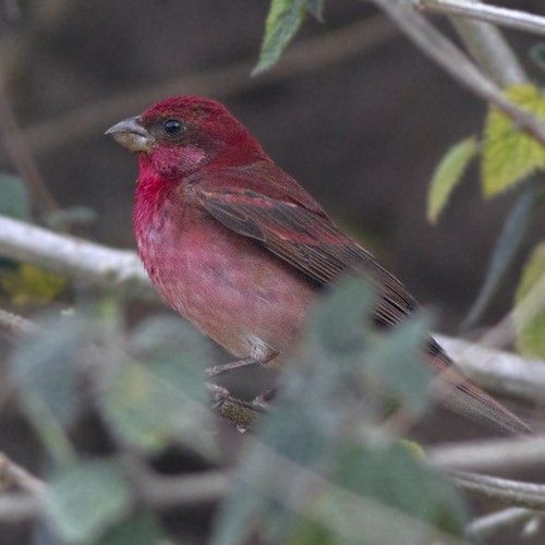 Common Rosefinch