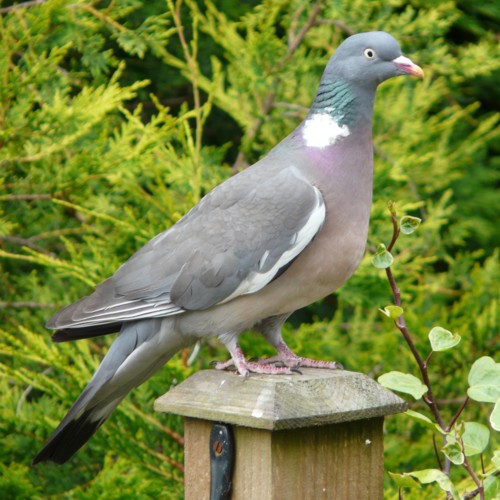 Common Wood-Pigeon