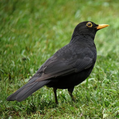 Eurasian Blackbird