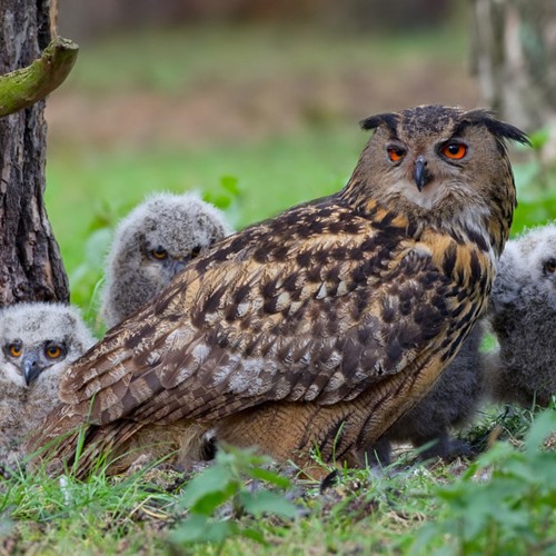 Eurasian Eagle-Owl