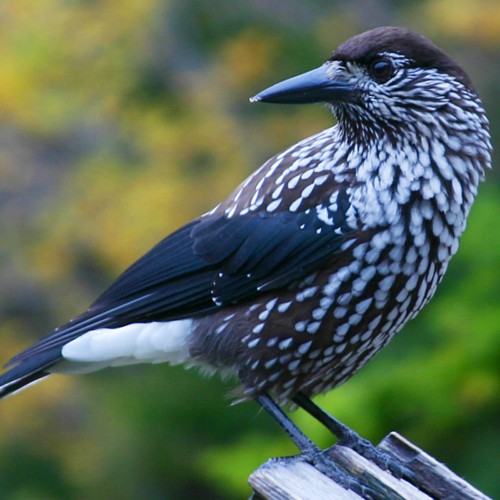 Eurasian Nutcracker