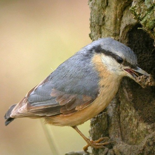 Eurasian Nuthatch