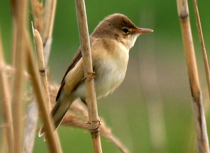 Eurasian Reed-Warbler