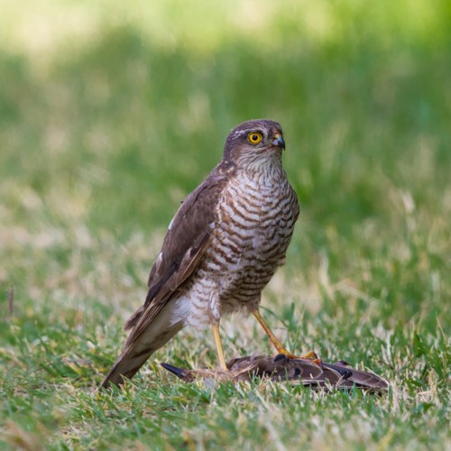 Eurasian Sparrowhawk