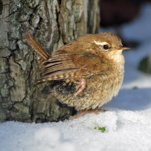 Eurasian Wren