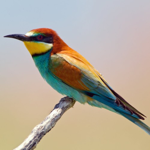 European Bee-eater