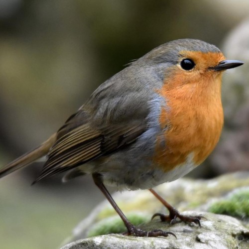 European Robin