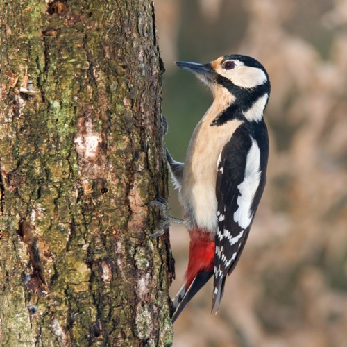 Great Spotted Woodpecker