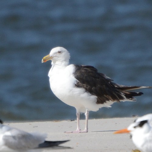 Great Black-backed Gull