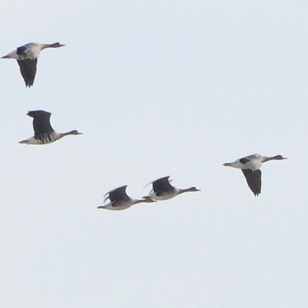 Greater White-fronted Goose