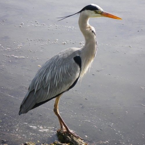 Grey Heron
