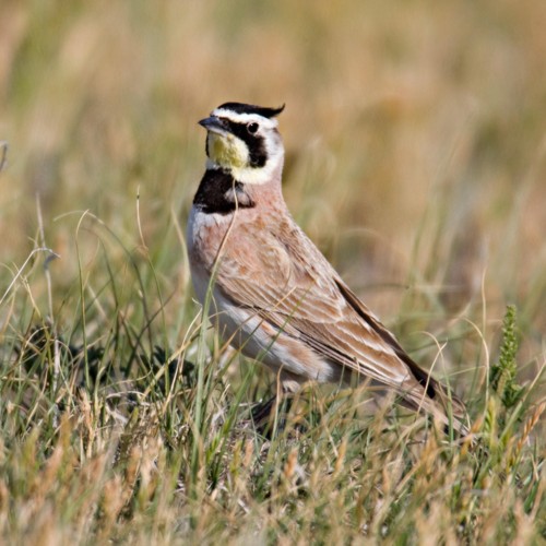 Horned Lark