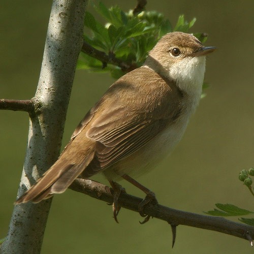 Marsh Warbler