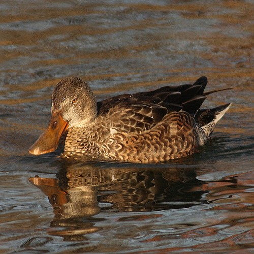 Northern Shoveler