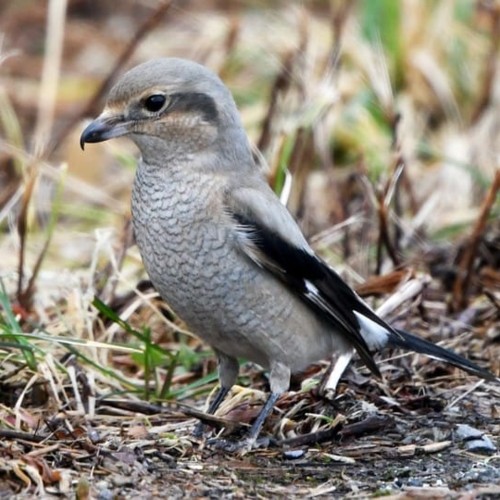 Northern Shrike
