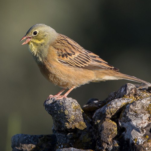 Ortolan Bunting