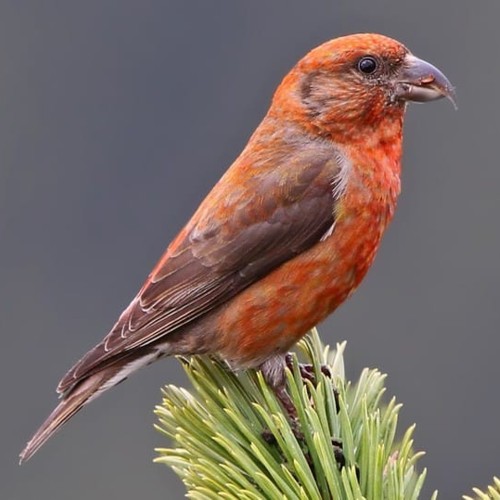 Red Crossbill