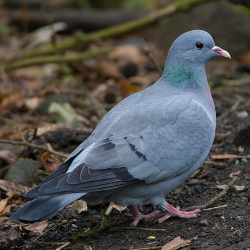 Stock Dove