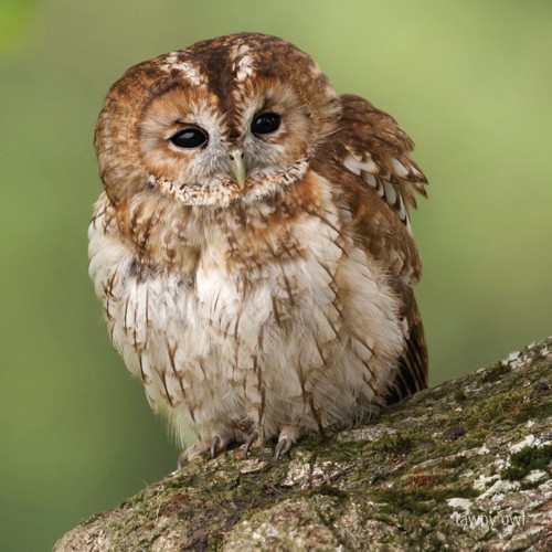 Tawny Owl