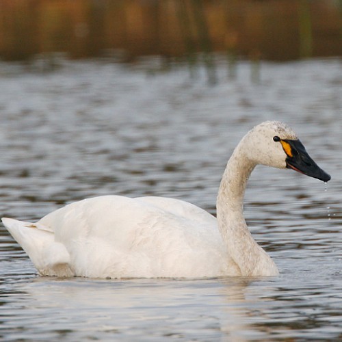 Tundra Swan