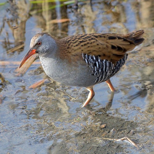 Water Rail