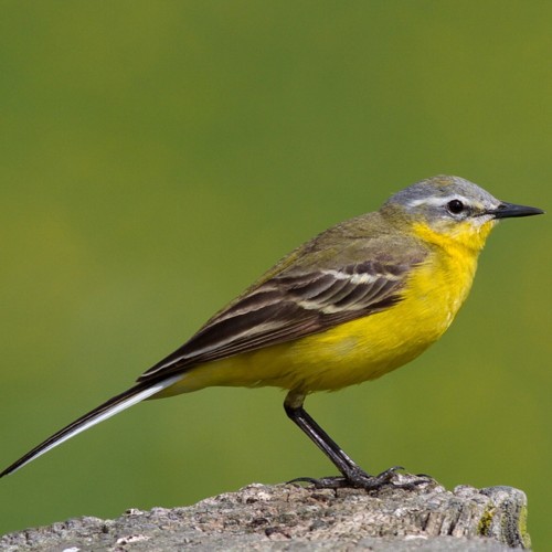Western Yellow Wagtail