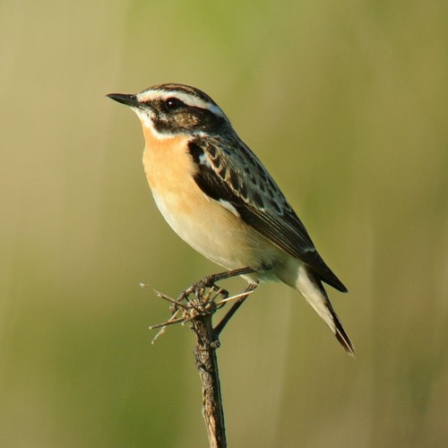 Whinchat