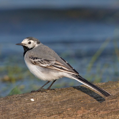 White Wagtail