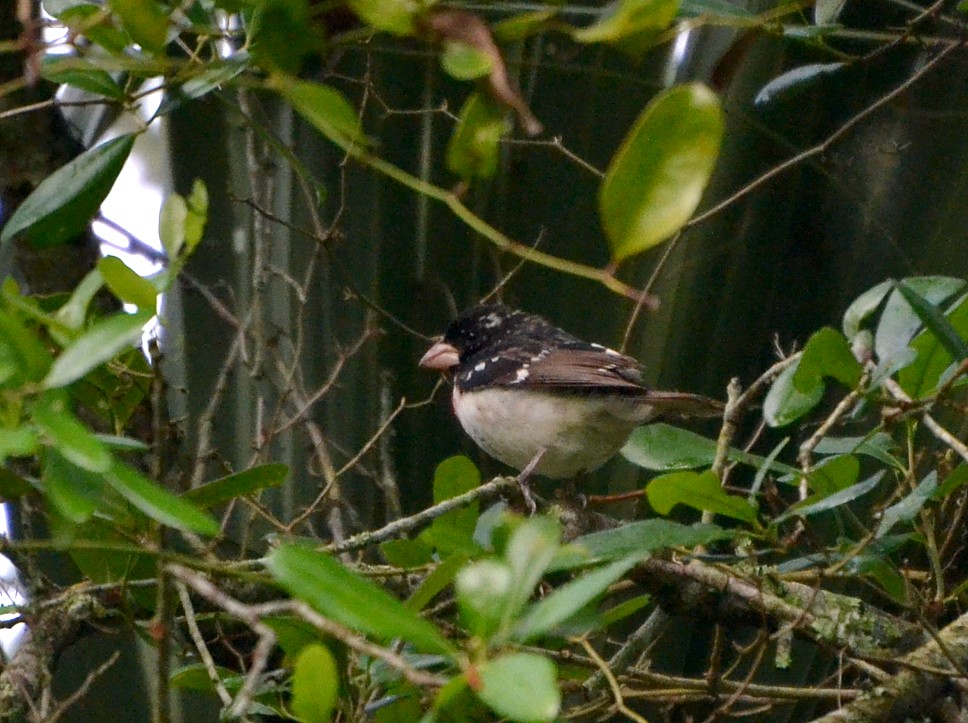 Rose-breasted Grosbeak at Reddie Point