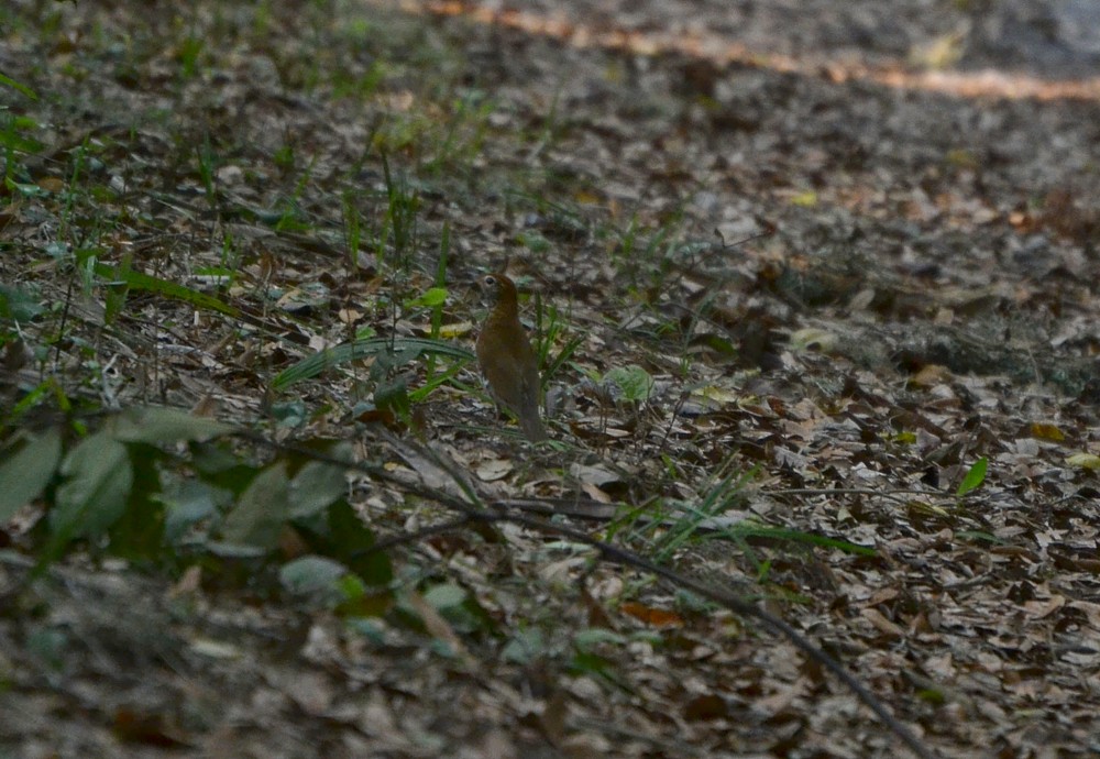 Wood Trush at Theodore Roosevelt Area