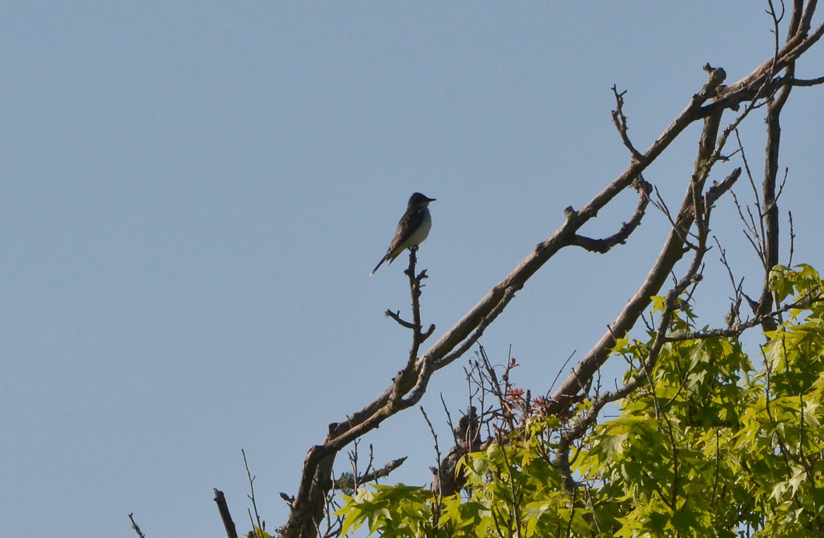 Eastern Kingbird, Hanna Park 4-1-2014