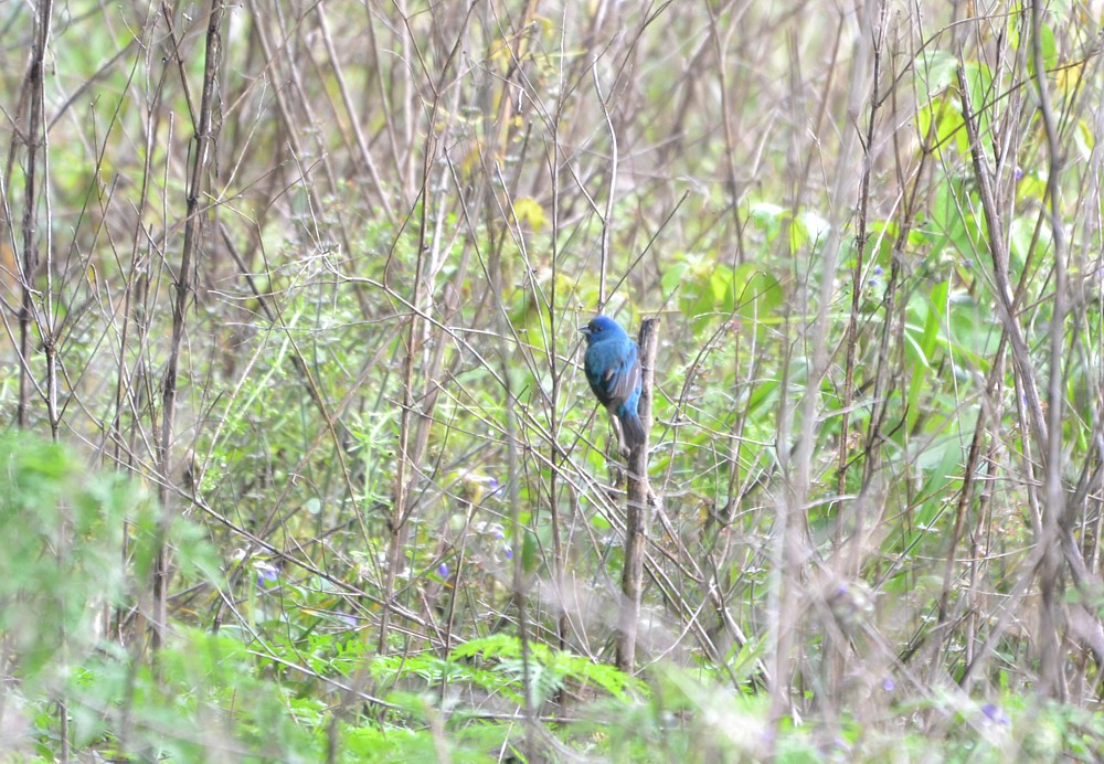Indigo Bunting Reddie Point 4-3-2014