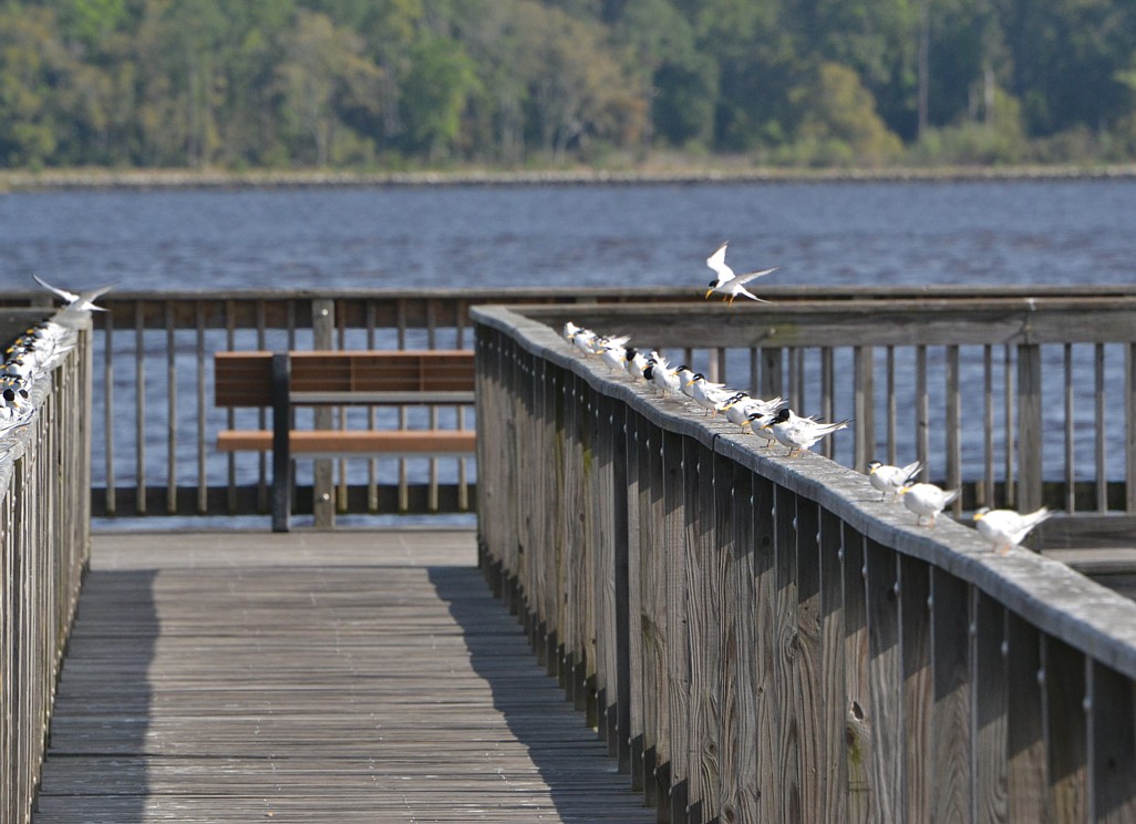 Least Terns at Reddie Point Preserve, 4-2-2014