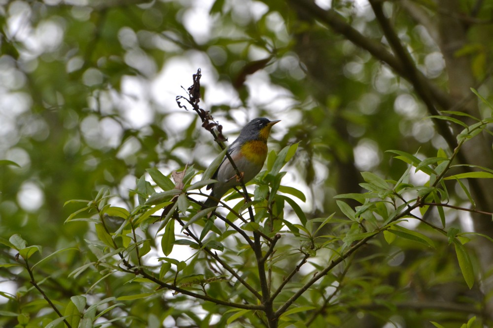 Northern Parula
