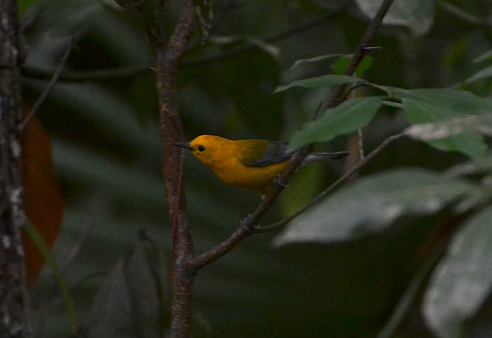 Prothonotary Warbler, Theodore Roosevelt Area, 4-6-2014