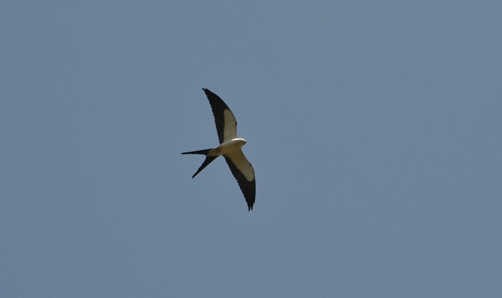 Swallow-tailed Kite