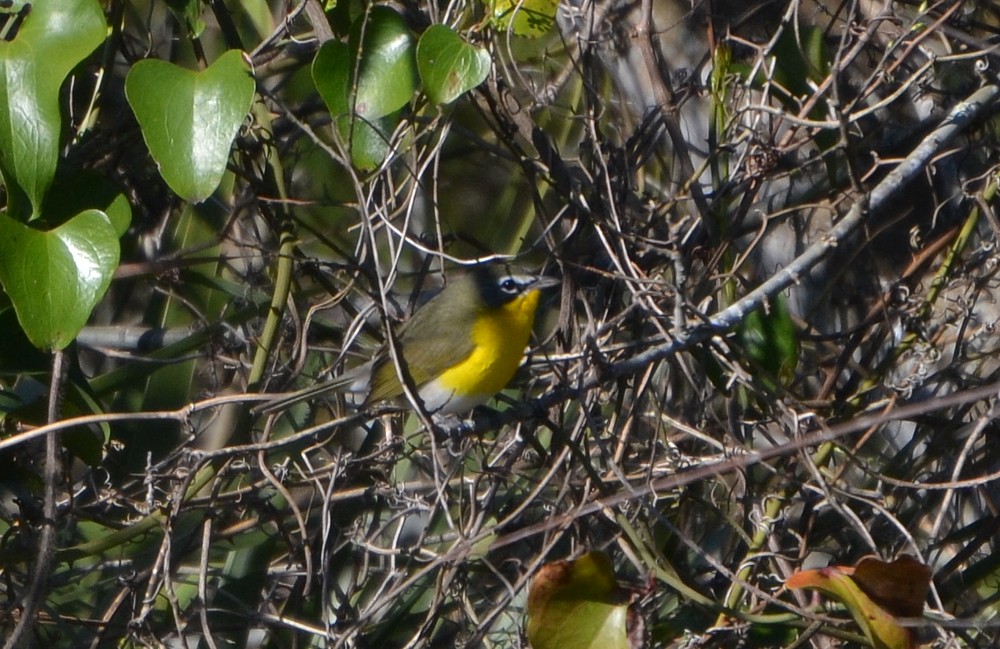 Yellow-breasted Chat