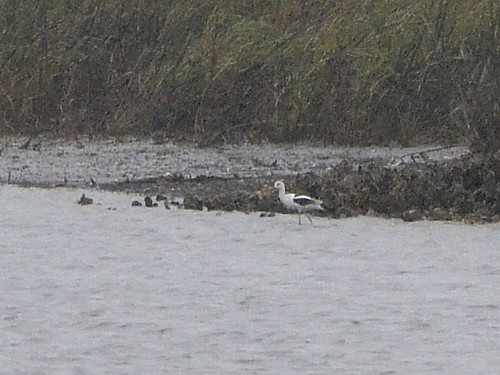 American Avocet American Avocet