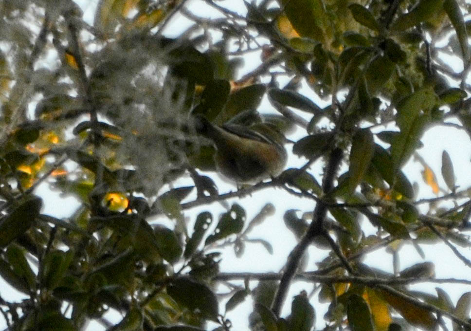 Bay-breasted Warbler Bay-breasted Warbler