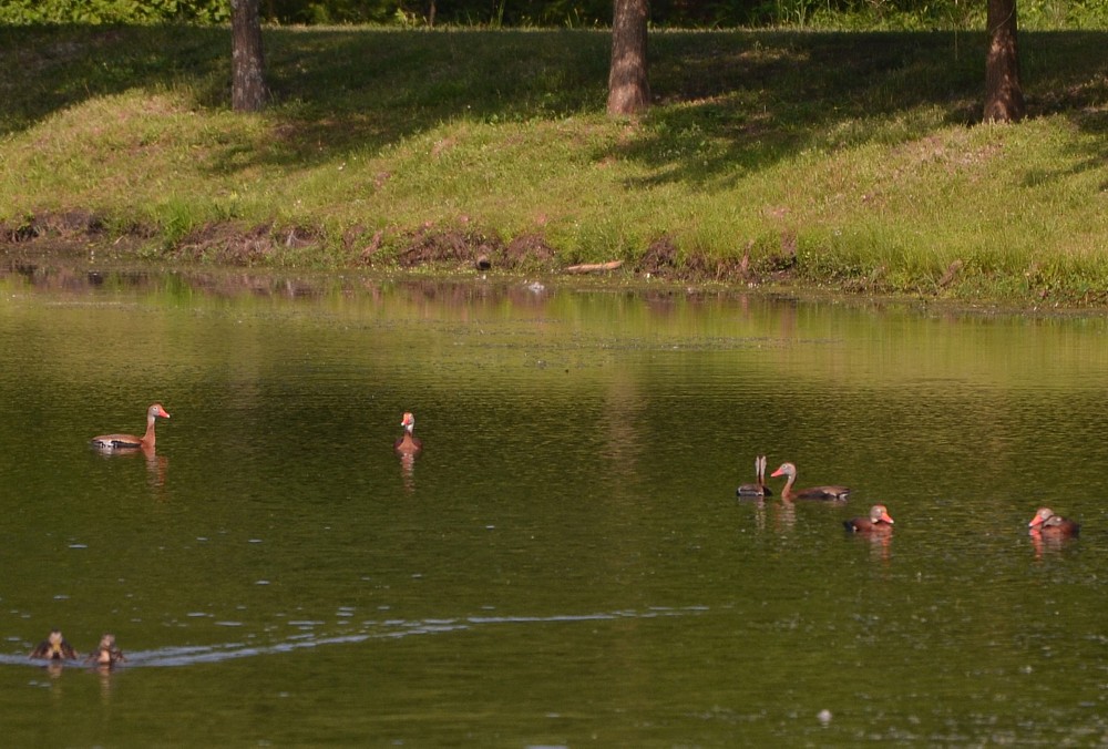 Black-bellied Whistling-Ducks