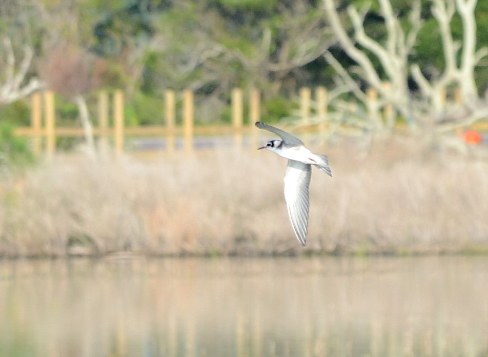 Black Tern Black Tern