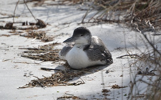 Common Loon at Alamacany Boat Ramp