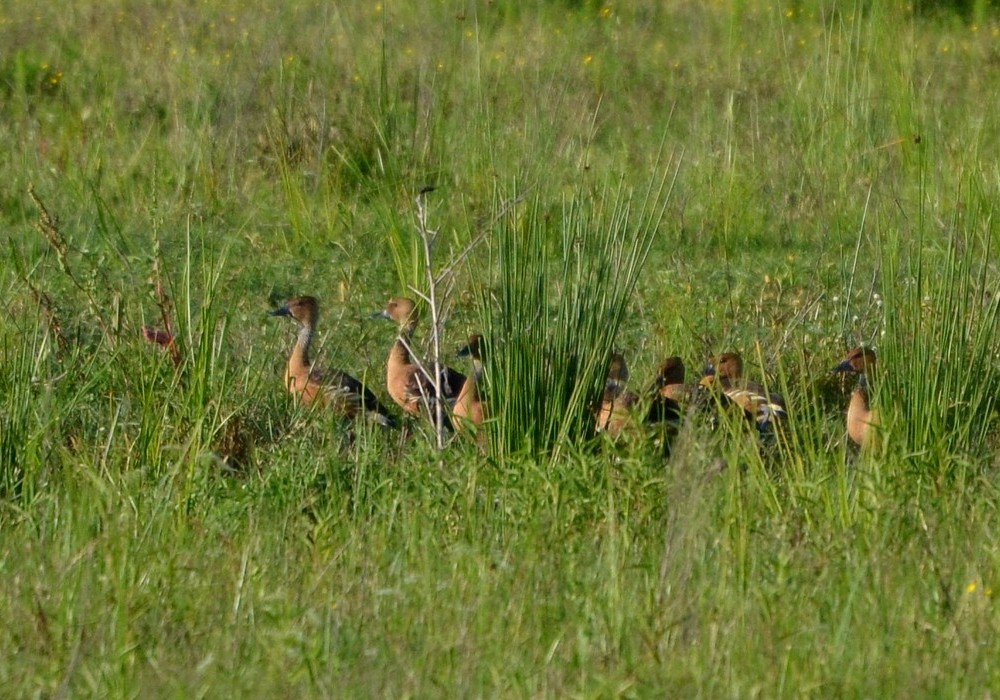 Fulvous Whistling-Duck