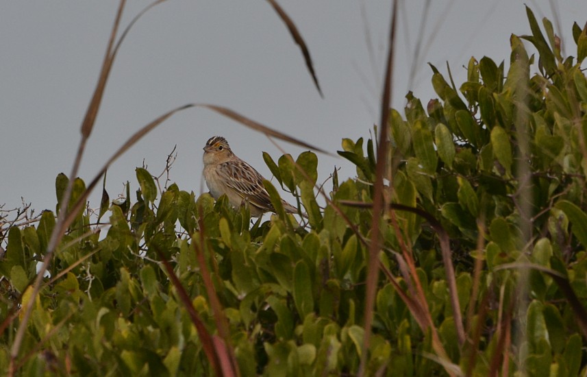 Grasshopper Sparrow
