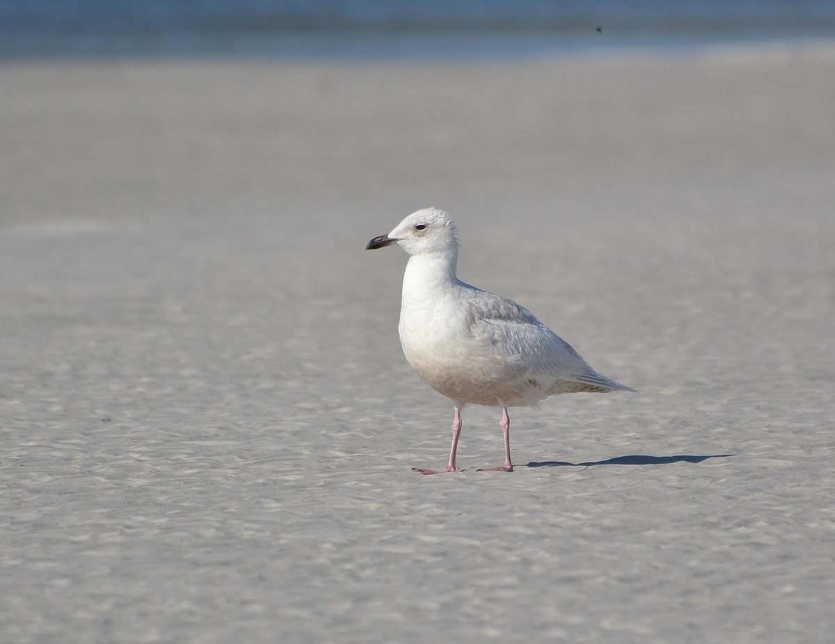 Iceland Gull